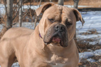 One Of A Kind Olde English Bulldogge Litter Planned For May 2024
