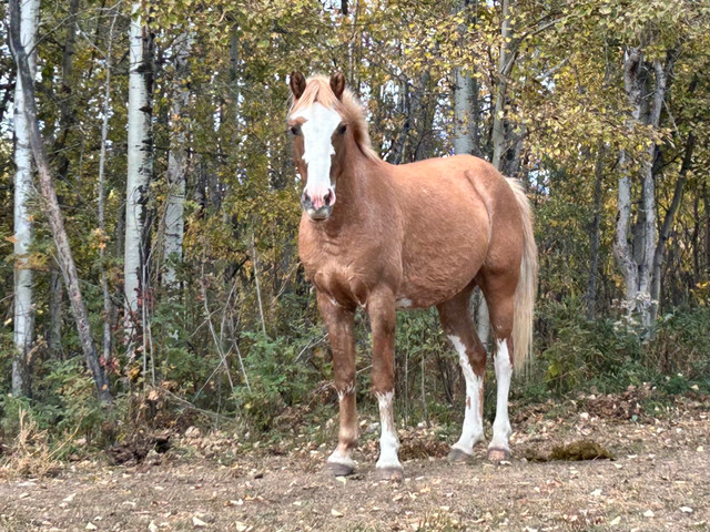 4 year old gelding - Pending Pick up in Horses & Ponies for Rehoming in St. Albert