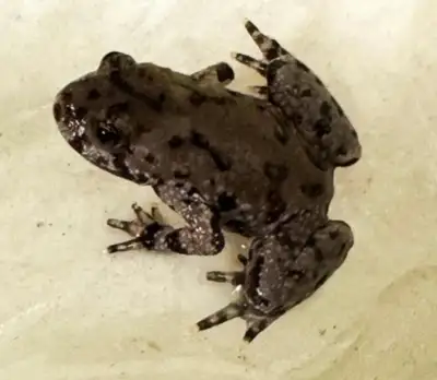 Fire-Bellied Toads, View more