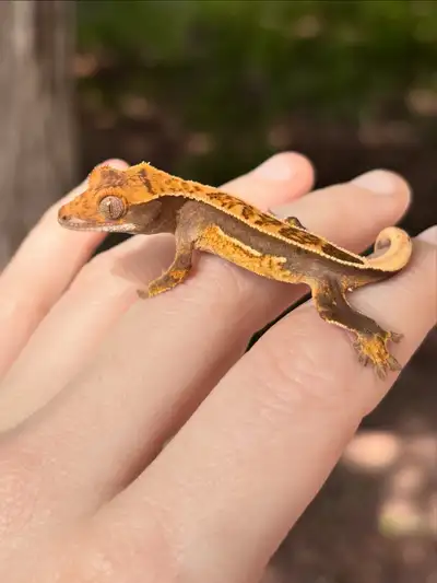 Bébe gecko à crêtes , View more