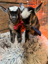 Nigerian dwarf bucklings