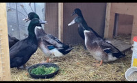 4 male Pekin X ducks