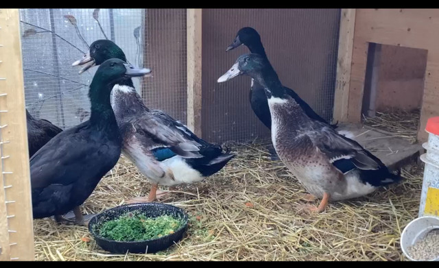 4 male Pekin X ducks in Livestock in City of Toronto