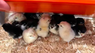 Chicks available, View more
