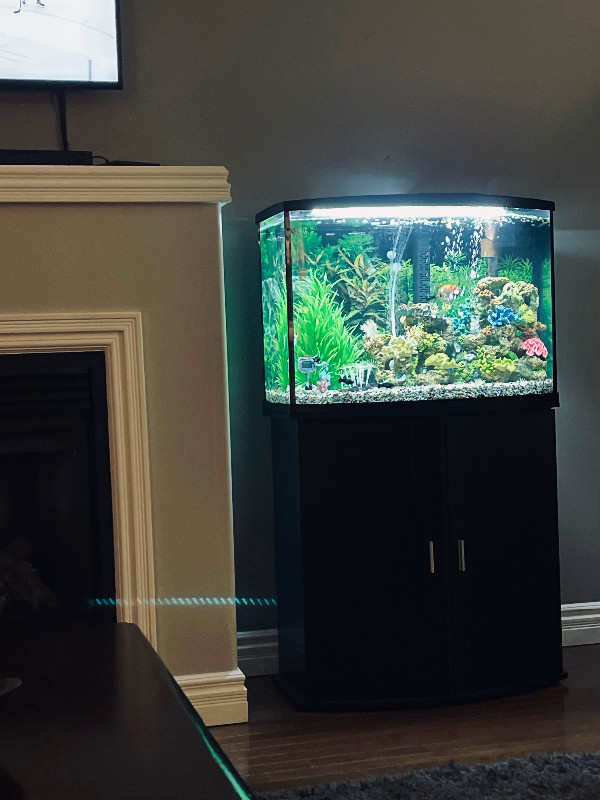 36 gallon Aquarium with tank, stand, cover w/ light in Accessories in Mississauga / Peel Region - Image 4