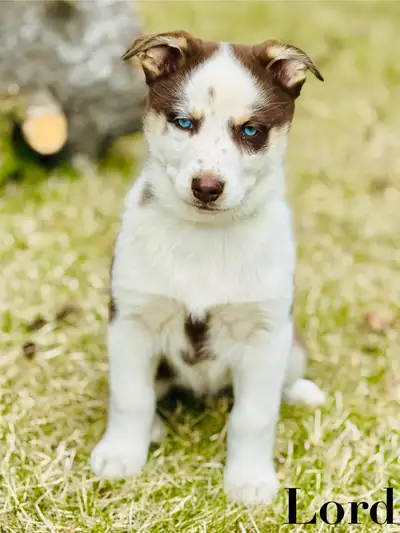 MINI AUSKY PUPPIES!! Looking for your new best friend? Need the perfect addition to your family? Lov...