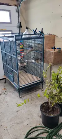 Proven* pair african grey 
