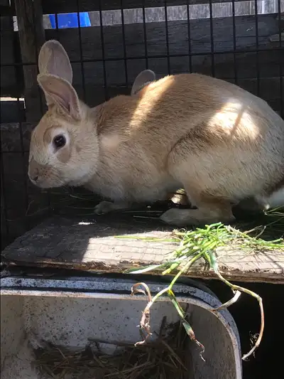 Male Newzealand red rabbit. One and a half years old, in very good condition and is a proven breeder...