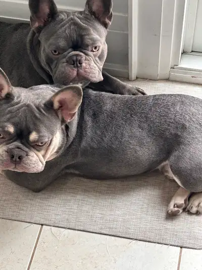 Frenchies - 2 brothers, View more