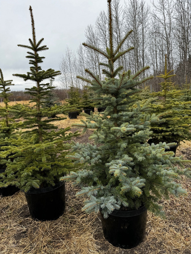 Blue Spruce Trees for sale  in Plants, Fertilizer & Soil in La Ronge