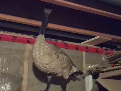 Stuffed Geese great job