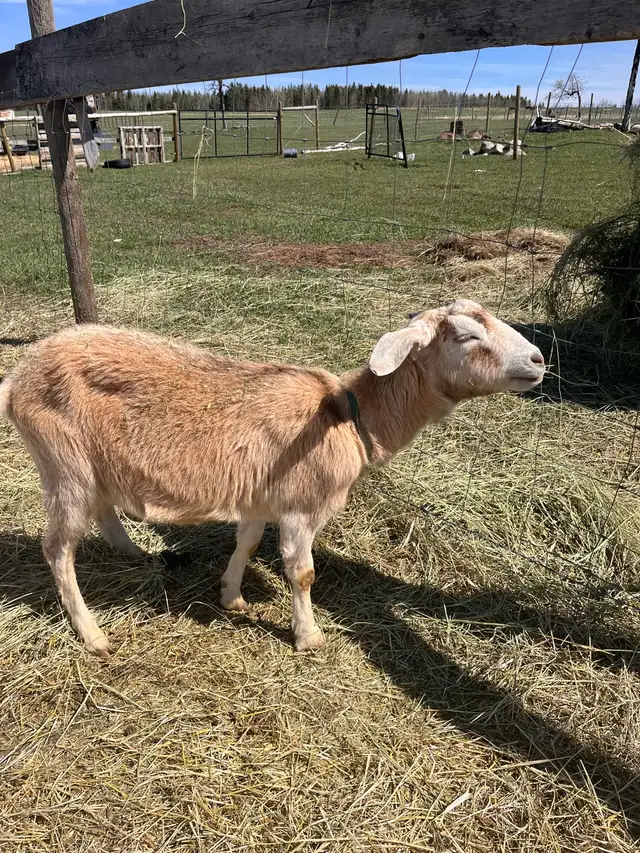 Nanny Goat For Sale in Livestock in Vanderhoof - Image 3