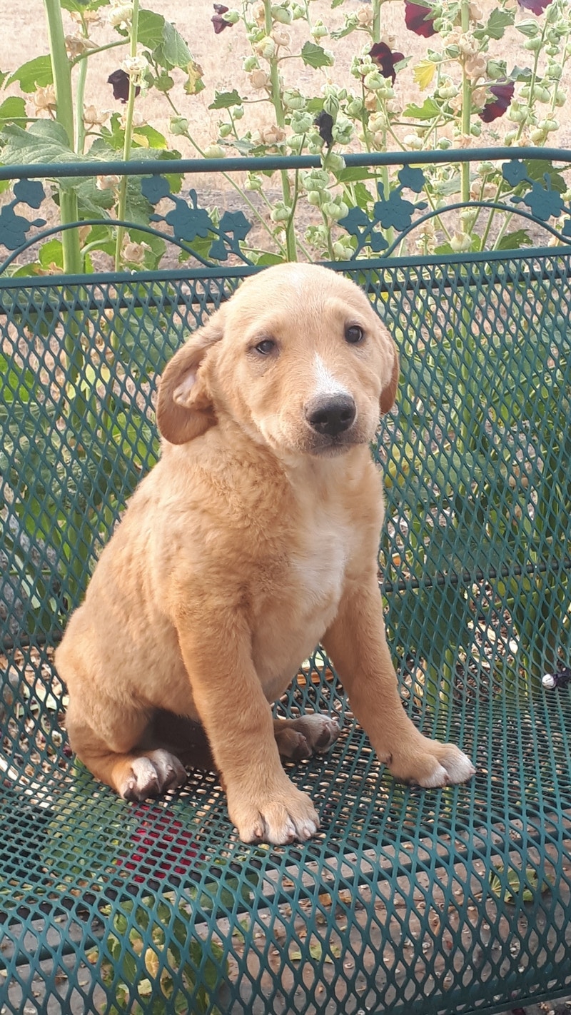 Colorful Poodle x Puppies Dogs & Puppies for Rehoming Kamloops Kijiji