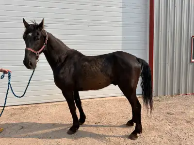 Tennessee Walker Gelding, View more