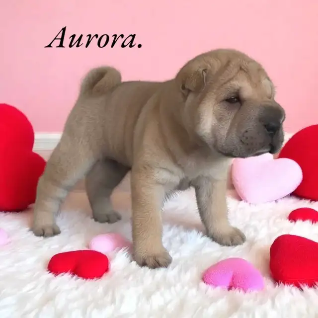 Chinese Shar-Pei Female Puppies in Dogs & Puppies for Rehoming in Mississauga / Peel Region - Image 2