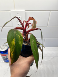 Indoor rare plant - philodendron strawberry shake 