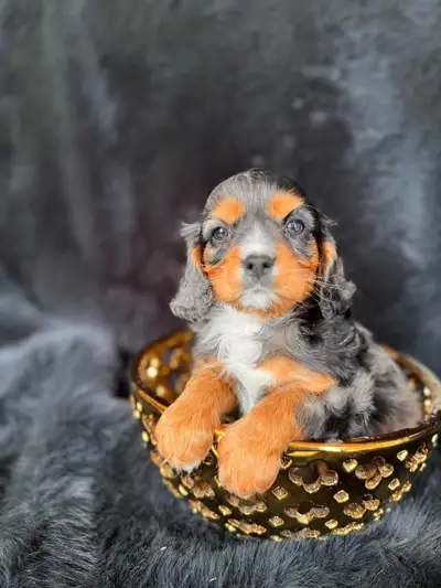 Our Stunning Cavaliers Are Ready For Your Home These Beautiful Puppies are home raised and both Mom...