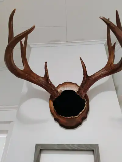 I have 2 sets of deer antlers for sale. Asking $30 each obo text 902-806-0384 if interested, text on...
