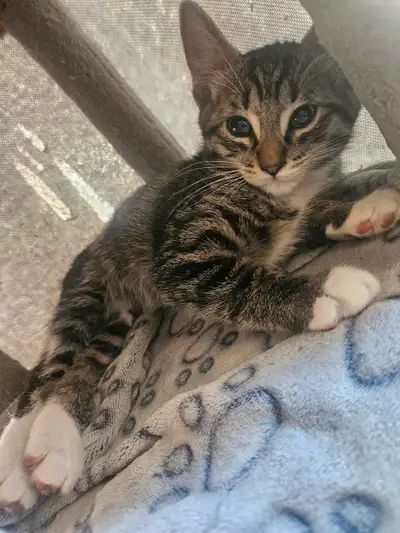 Ready for her forever home!, View more