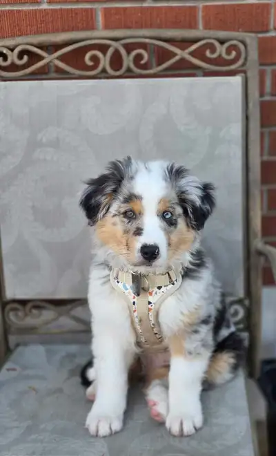 Chiot - Berger Australien, View more