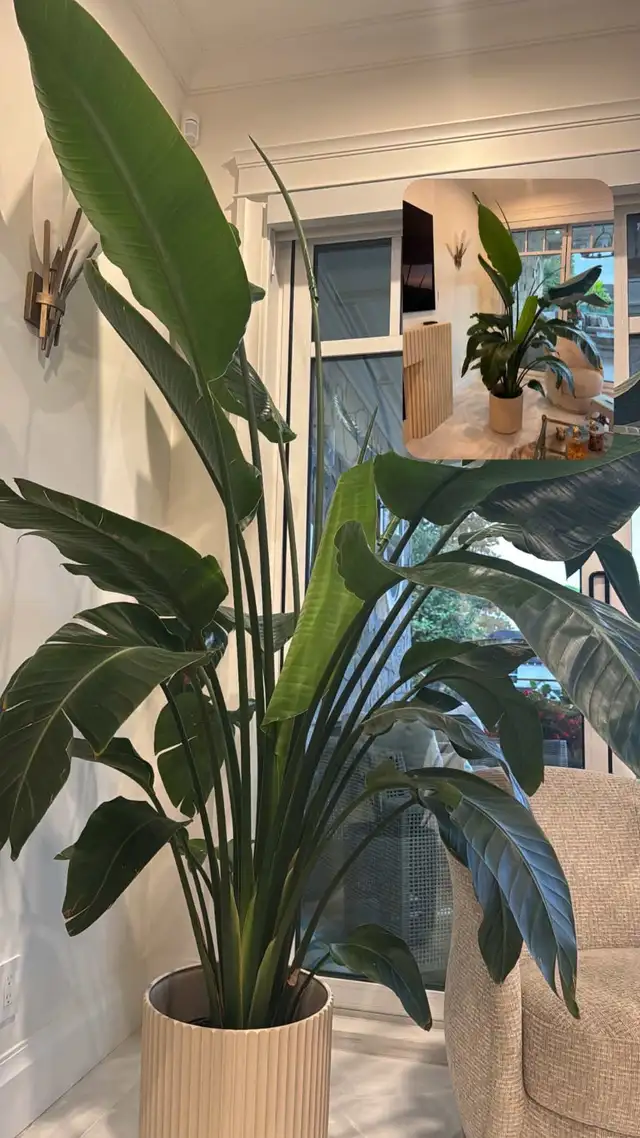 Giant Bird of Paradise - 10 ft Tall, Healthy + Decorative Pot
