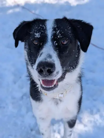 Border Collie, View more