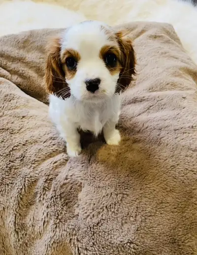 Contact 647-365-0058 Our be loved puppies are available to their forever homes. They are ready to be...
