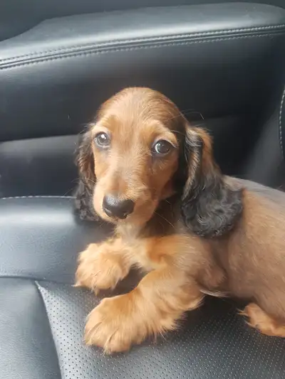 Beautiful  and sweet  Ckc Miniature longhair dachshunds, View more