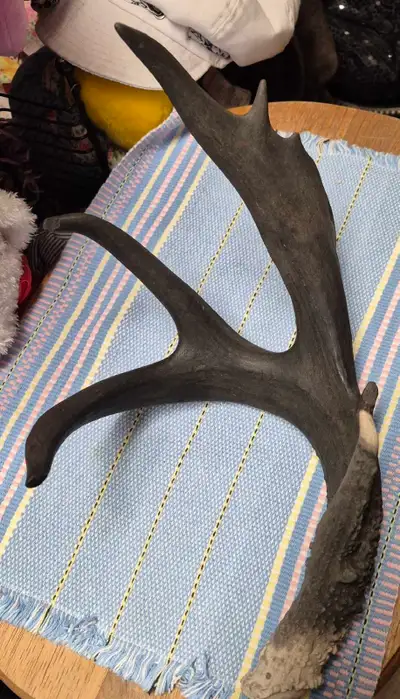 This is a naturally shed antler. The antler is in good condition. Would make a great decor piece. It...