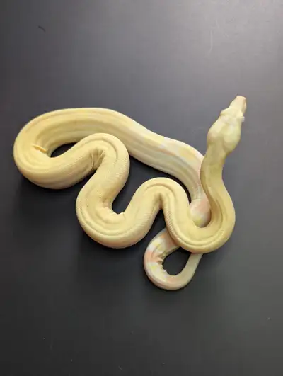 I've been breeding snakes for 17 years and have Ball pythons, Carpet Pythons, Boa Constrictors. Feel...