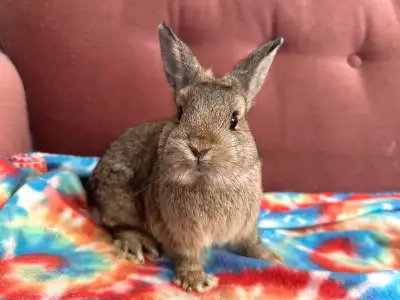 Netherland dwarf seeking his forever home! He was born December 5th, 2025 (~3 months old). He is qui...