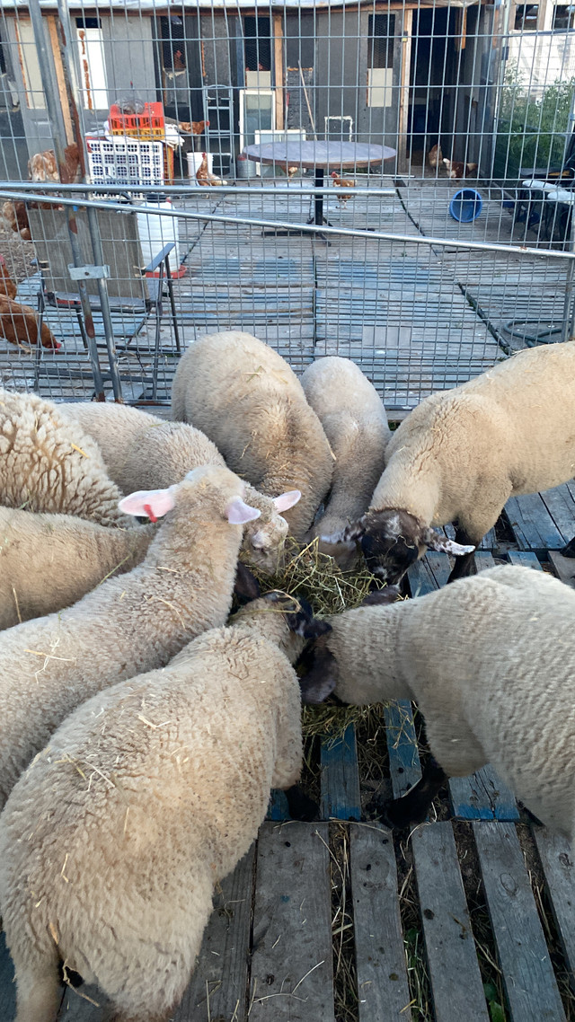 Dairy breed ram lambs looking for new ewes in Livestock in Kawartha Lakes - Image 4