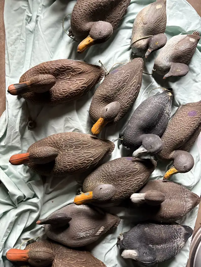 Duck Decoys in Fishing, Camping & Outdoors in Hamilton - Image 6