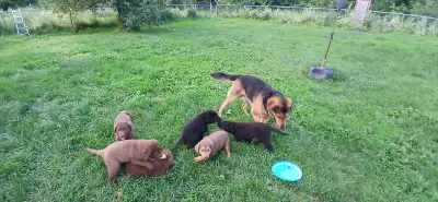 Lab/German Shepherd Mix Pups, ready to be re-homed., View more