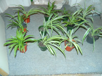 12 Nice size 3 different colors Spider plants