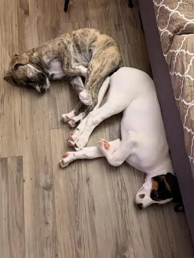 2 available, 7 unique puppies. Urgent, View more
