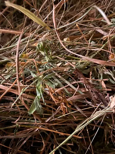 Premium Alfalfa Hay for Small Animals, View more