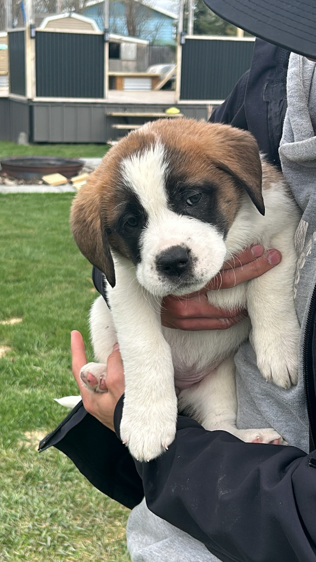 Loving St Bernard Puppies in Dogs & Puppies for Rehoming in Lethbridge - Image 2