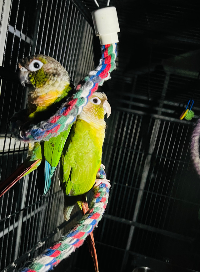 Conure pair in Birds for Rehoming in Moncton