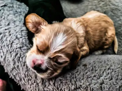 American Cocker Spaniel Purebreed Puppies for RESERVATION!!!!!, View more