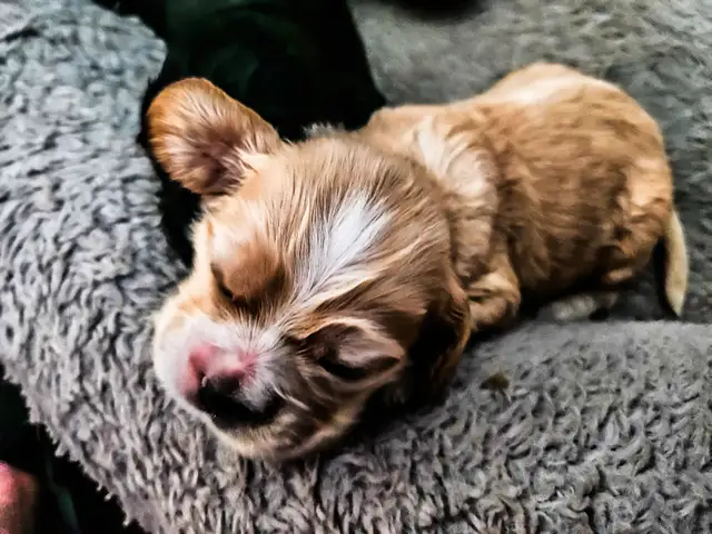 Canadian Cocker Spaniel Purebreed Puppies for RESERVATION!!!!! in Dogs & Puppies for Rehoming in St. Catharines - Image 3