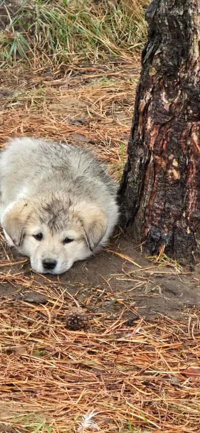 Great Pyrenees × Anatolian Livestock Guardian Puppies – Farm Rai, View more
