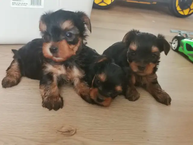 Yorkshire terrier puppies in Dogs & Puppies for Rehoming in City of Toronto - Image 3