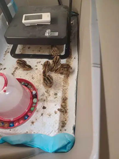 coturnix jumbo quails chick's and eggs, View more