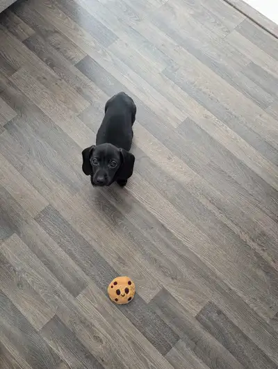 **Two Male Miniature Dachshunds Available**, View more