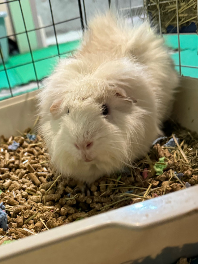 Male guinea pig  in Other Pets for Rehoming in Oshawa / Durham Region - Image 3
