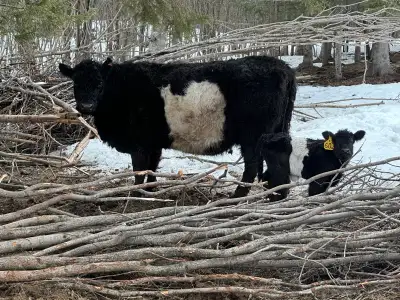 Cow/Calf pair, View more