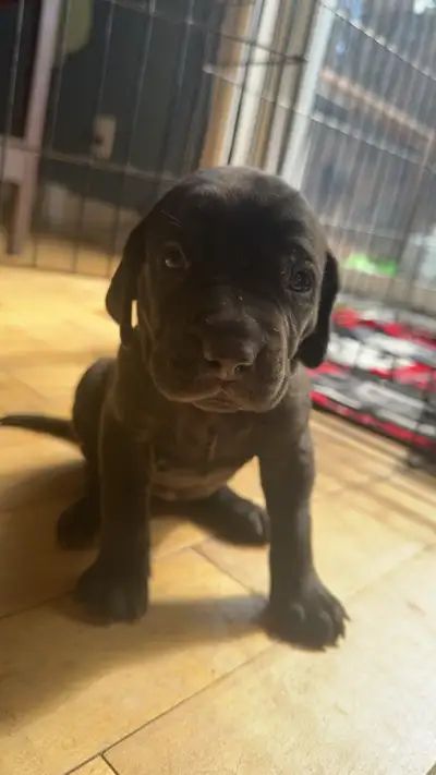 Chiot a vendre, View more