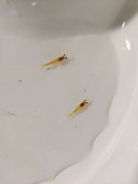 6 yellow gold freshwater pet shrimp - great for kids tanks