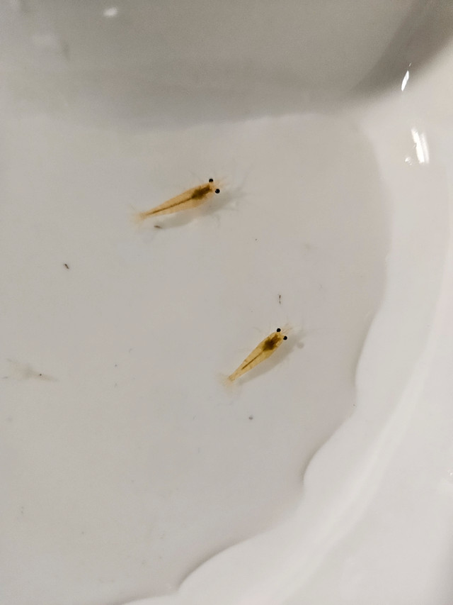 6 yellow gold freshwater pet shrimp - great for kids tanks in Other in City of Toronto